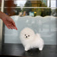 Ica - Pomeranian (White)