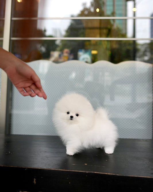 Ica - Pomeranian (White)