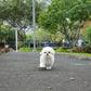 Peppi - Maltese (White)