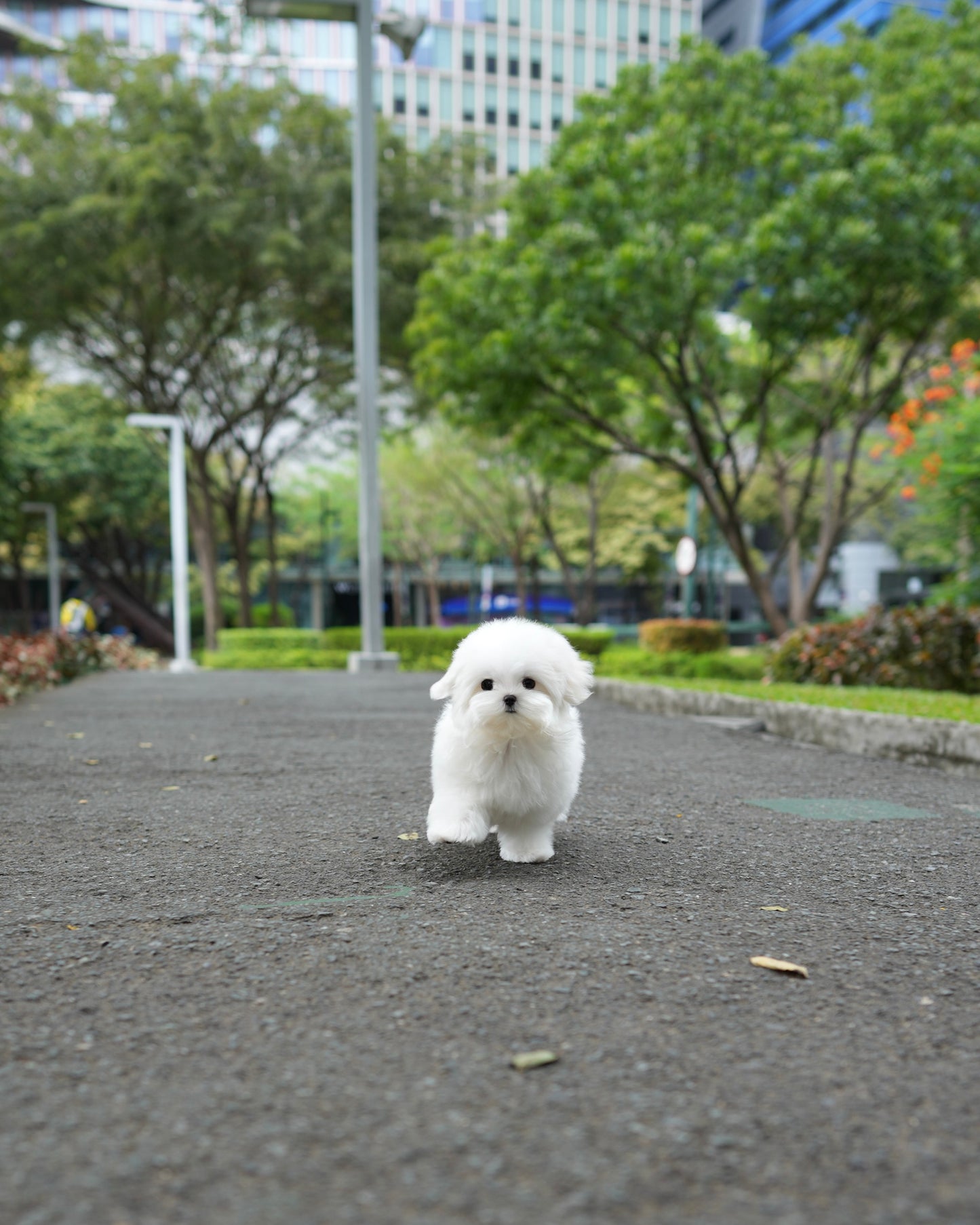 Peppi - Maltese (White)