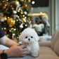 Paul - Mini Bichon (White)