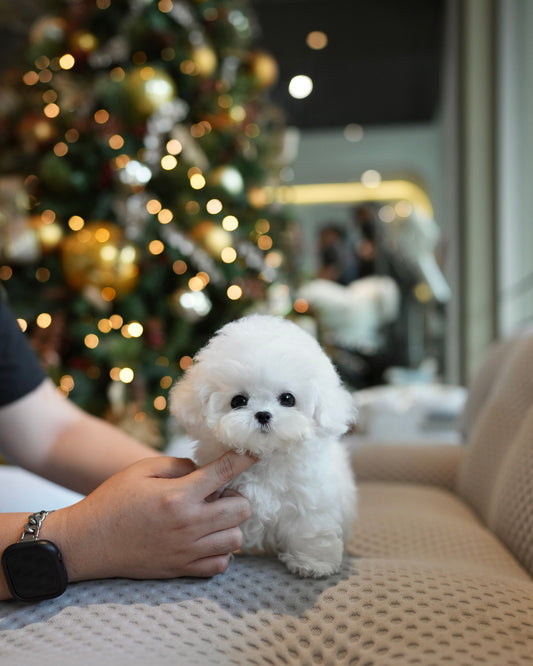Paul - Mini Bichon (White)