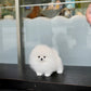 Ica - Pomeranian (White)