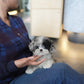 Greg - Maltipoo (Blue Merle)