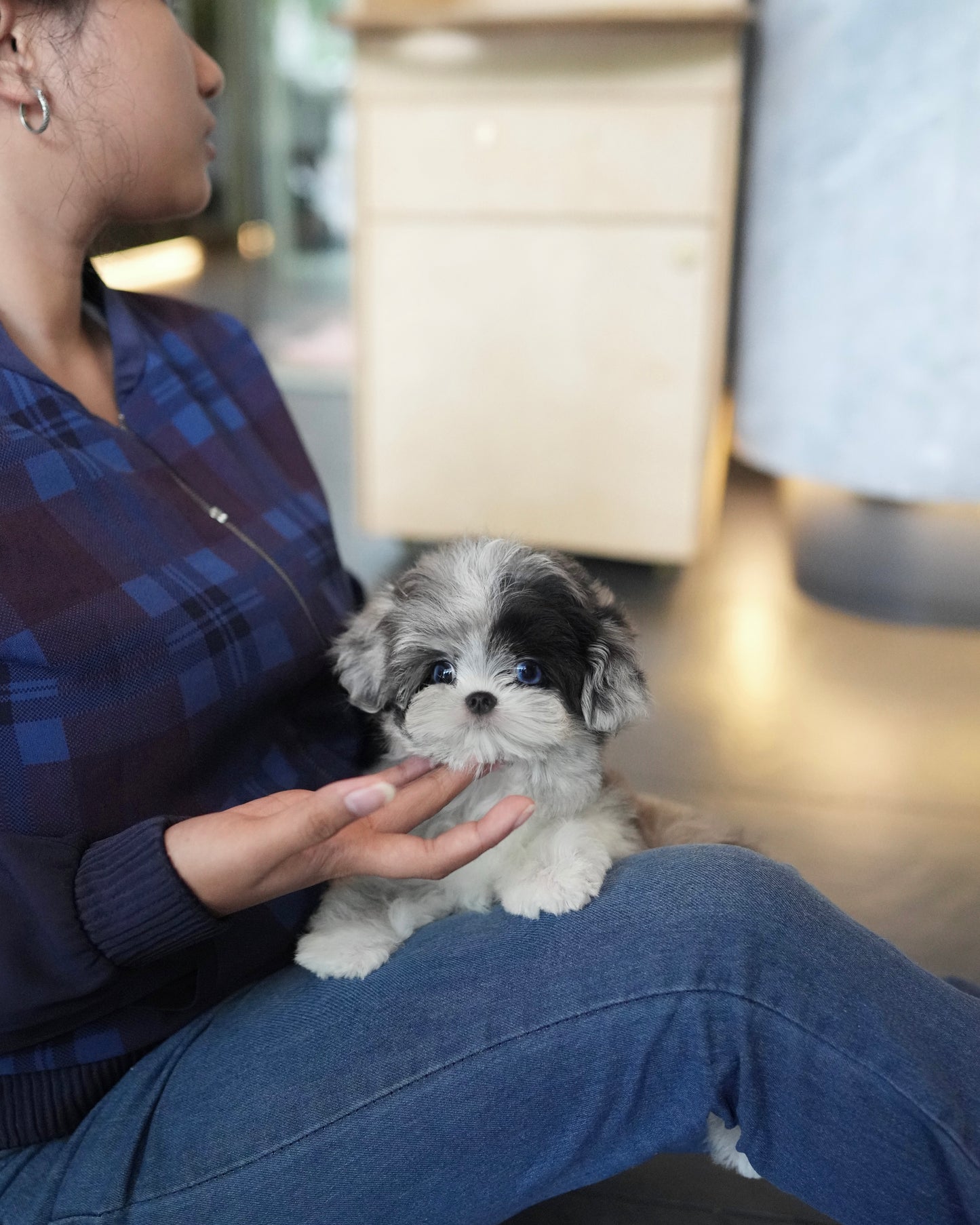 Greg - Maltipoo (Blue Merle)