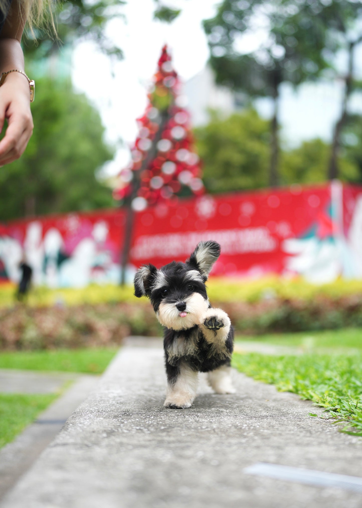 Elijah - Mini Schnauzer  (Black & White)