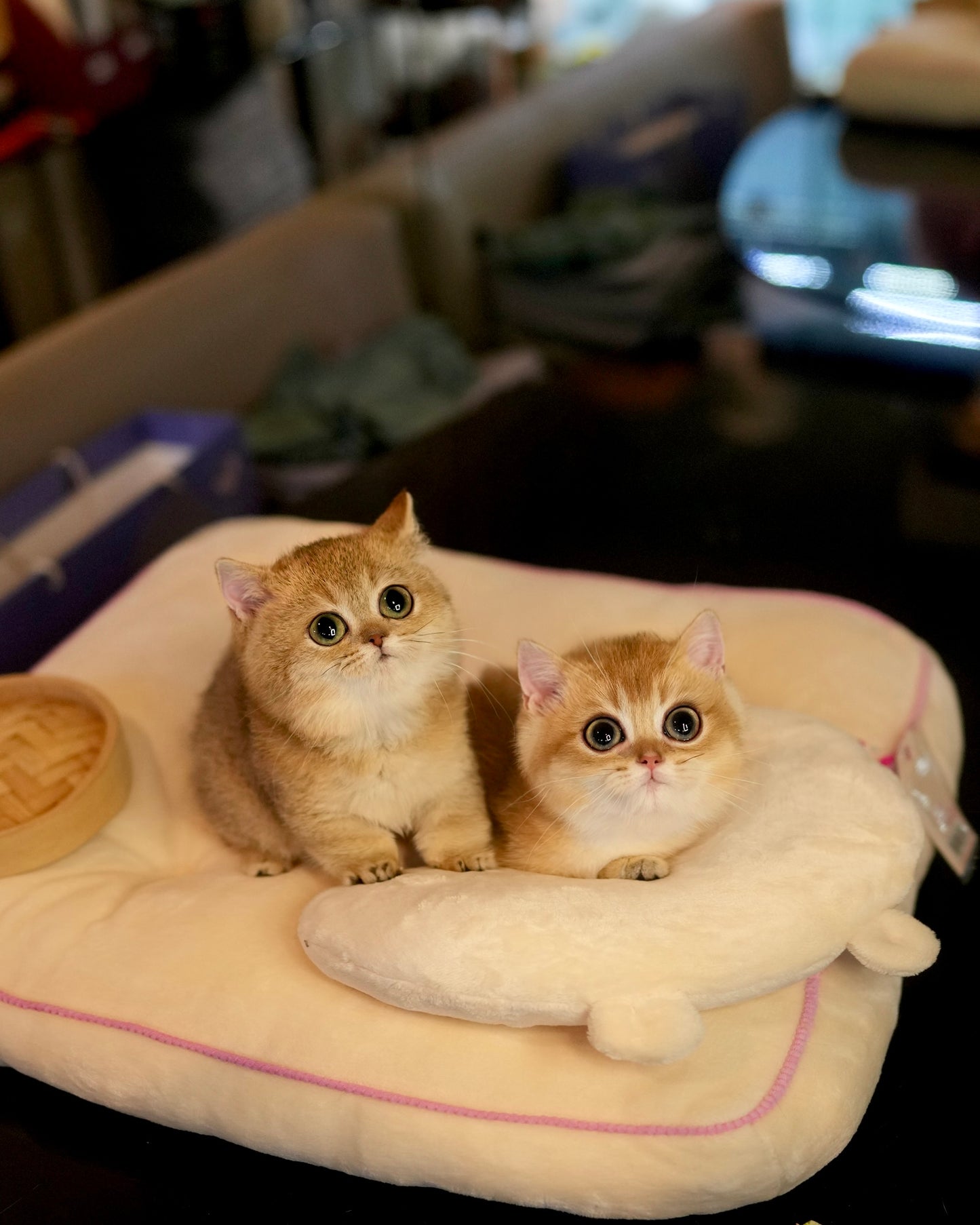 Howell - Munchkin (Gold)
