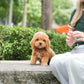 Jer - Mini Golden Doodle (Brown)