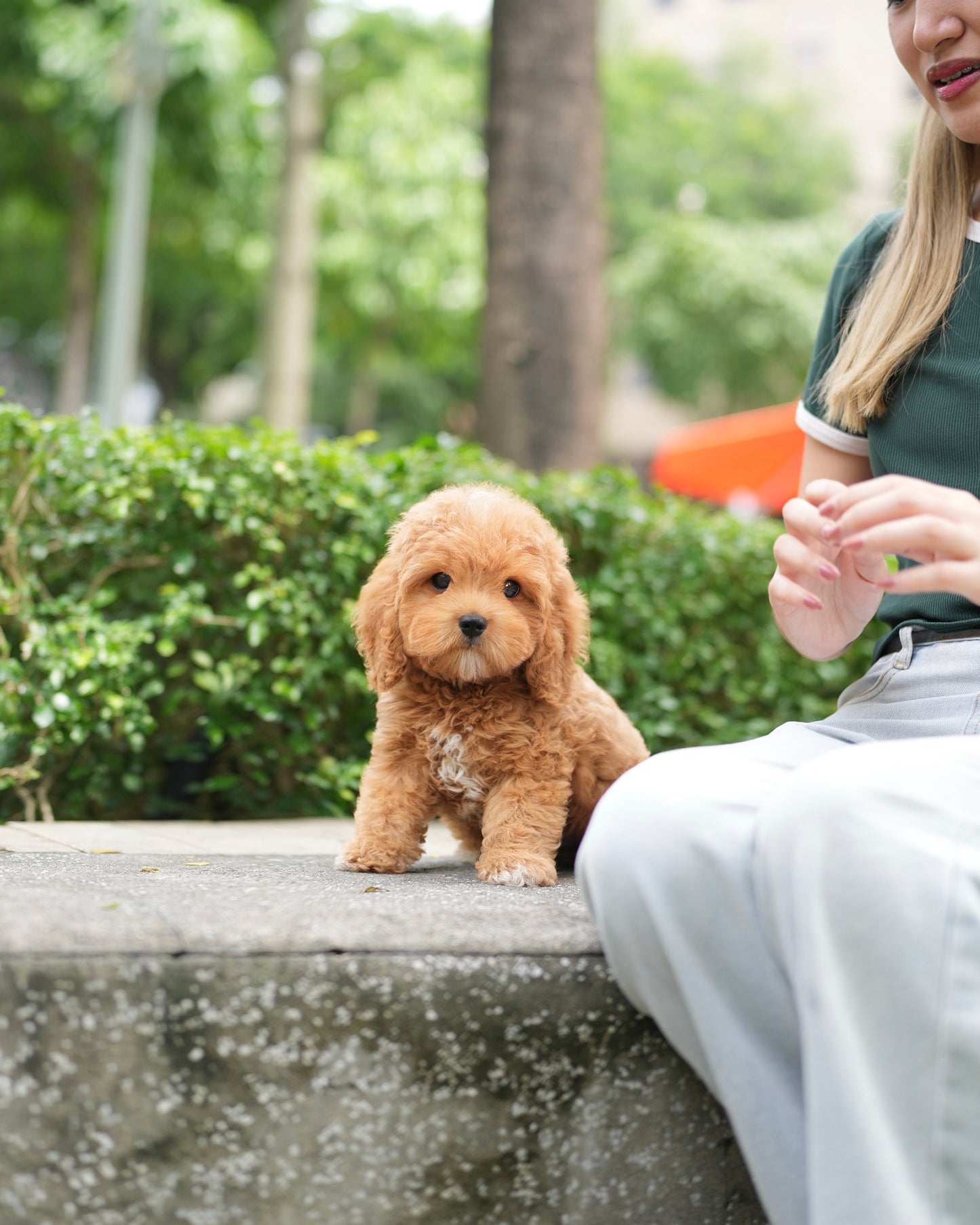 Jer - Mini Golden Doodle (Brown)