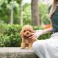 Jer - Mini Golden Doodle (Brown)