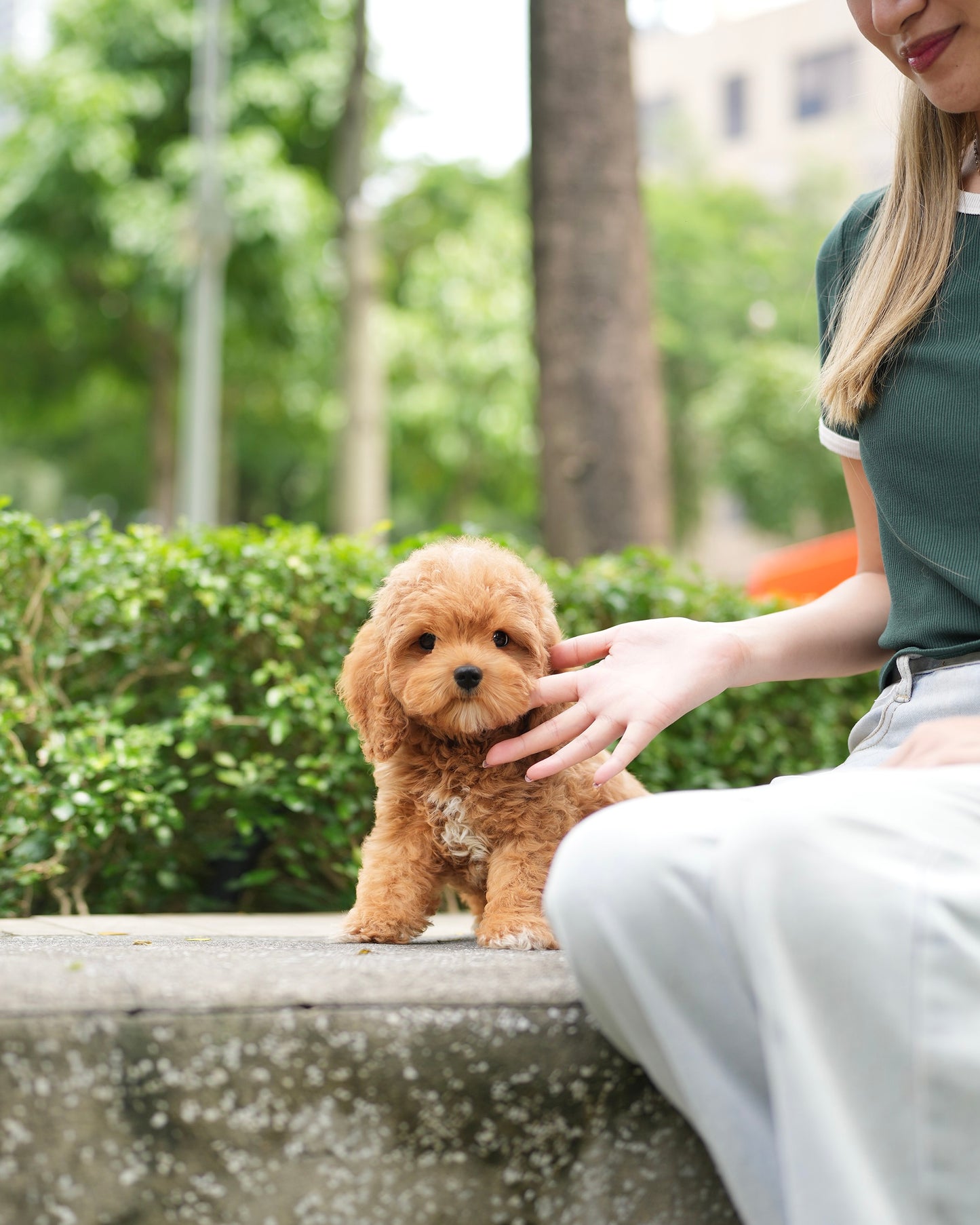 Jer - Mini Golden Doodle (Brown)