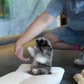 Greg - Maltipoo (Blue Merle)