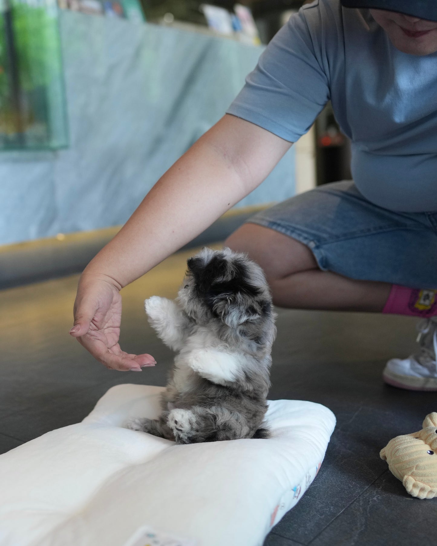 Greg - Maltipoo (Blue Merle)