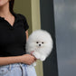 Ica - Pomeranian (White)