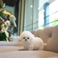Paul - Mini Bichon (White)