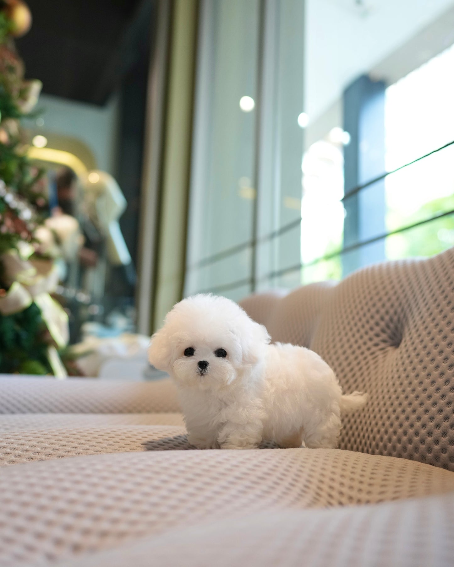Paul - Mini Bichon (White)