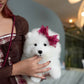 Willow - Samoyed (White)
