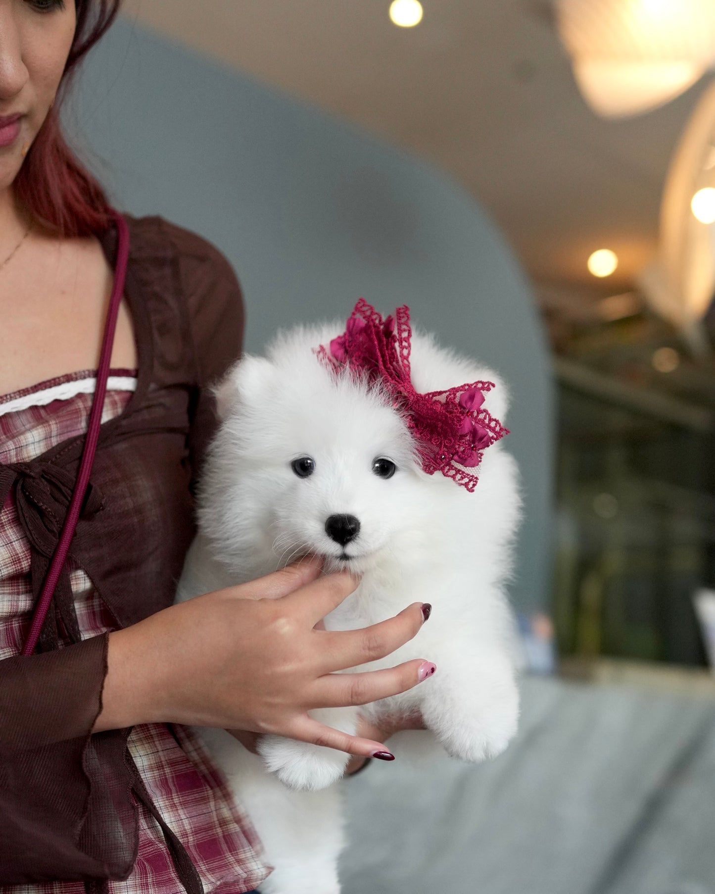Willow - Samoyed (White)