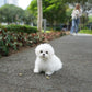 Maylee - Maltese (White