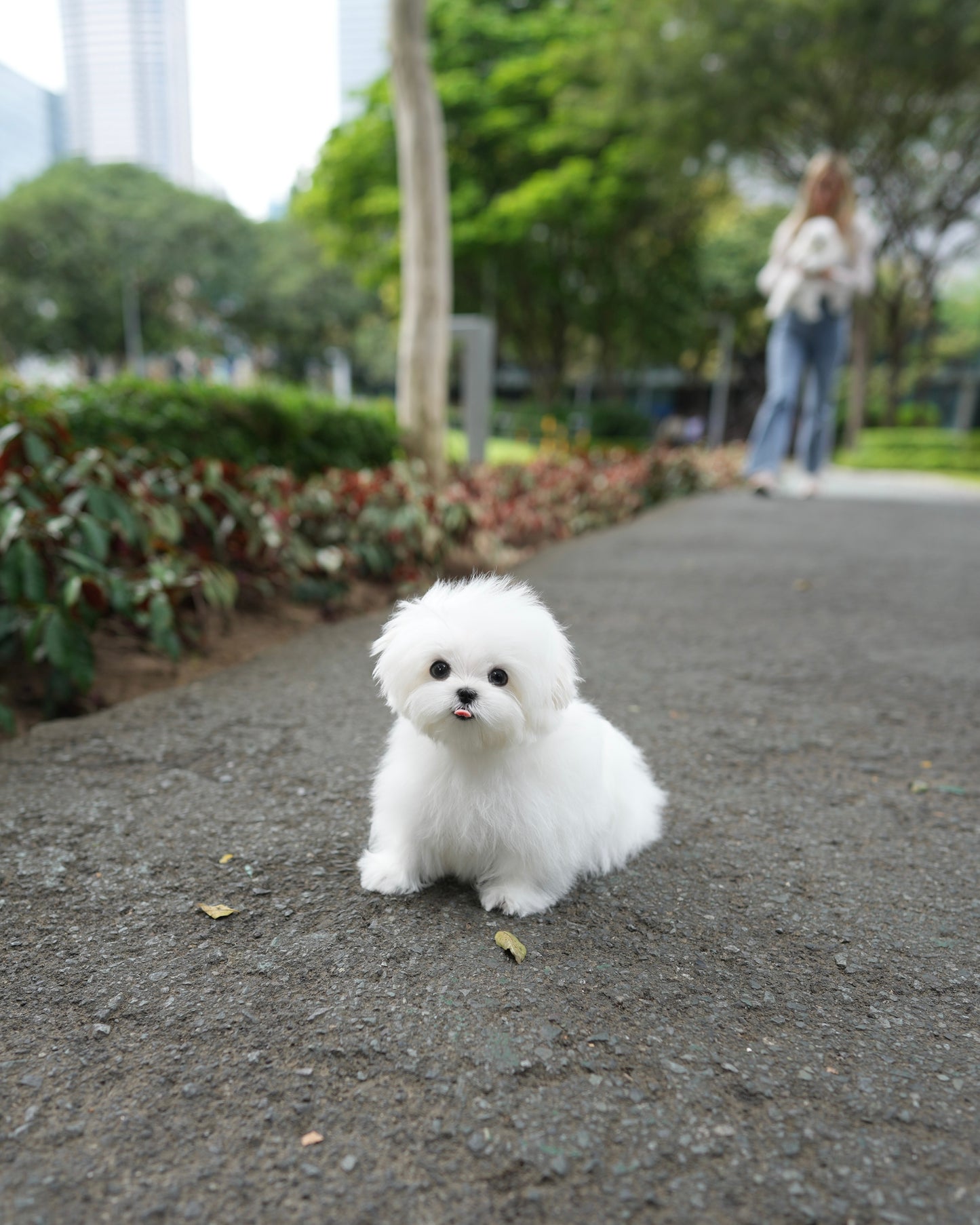 Maylee - Maltese (White