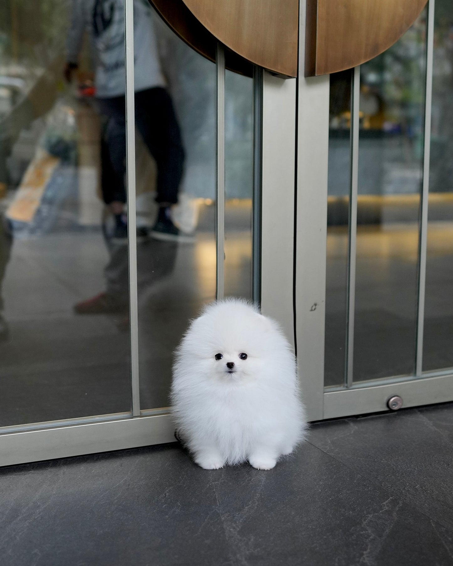 Ica - Pomeranian (White)