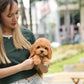Jer - Mini Golden Doodle (Brown)