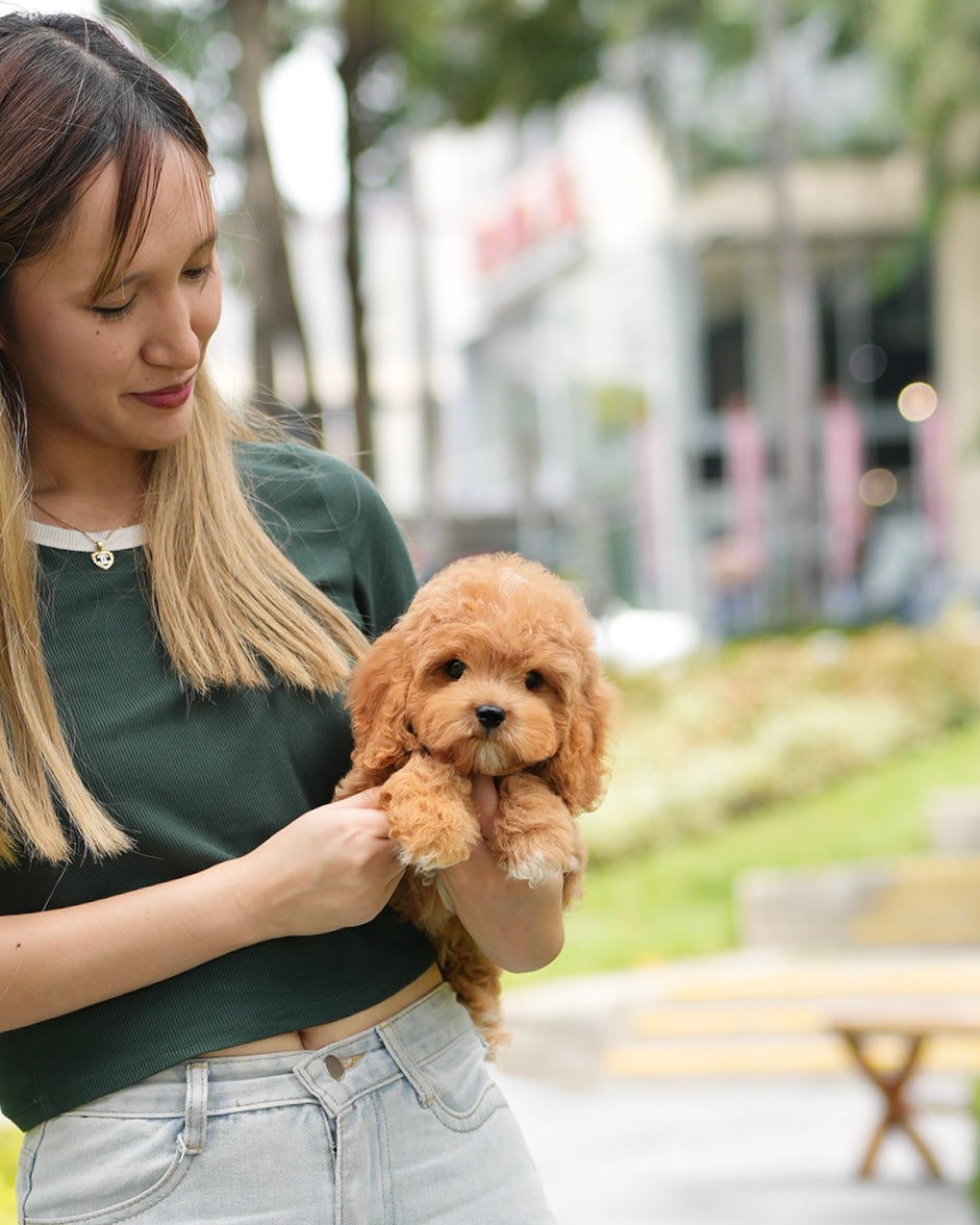 Jer - Mini Golden Doodle (Brown)