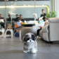 Greg - Maltipoo (Blue Merle)