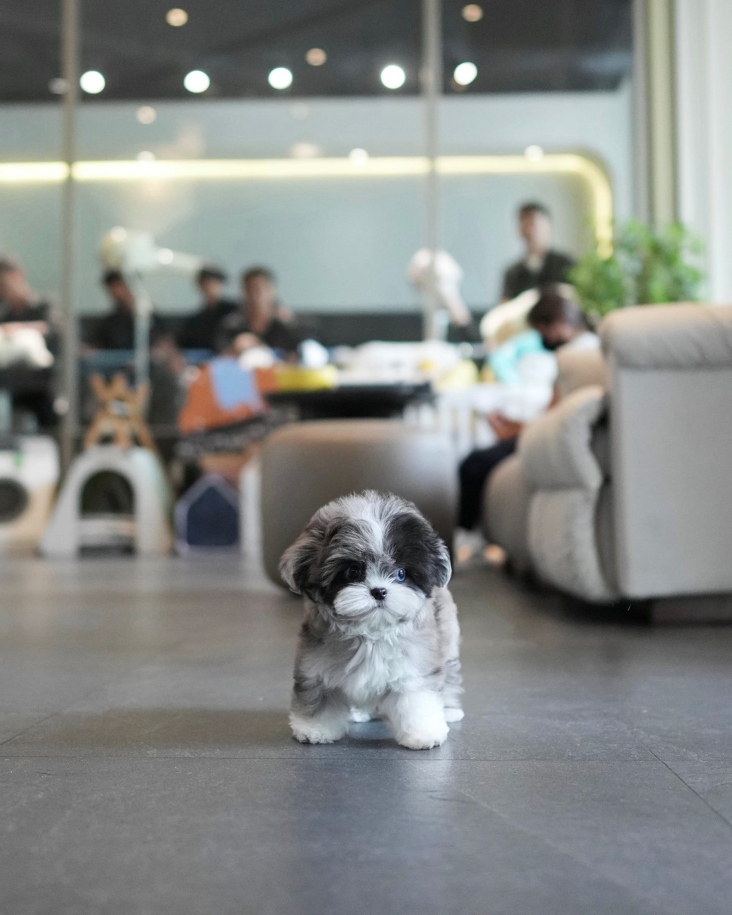 Greg - Maltipoo (Blue Merle)