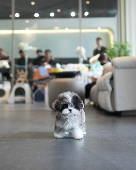 Greg - Maltipoo (Blue Merle)