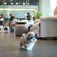 Greg - Maltipoo (Blue Merle)