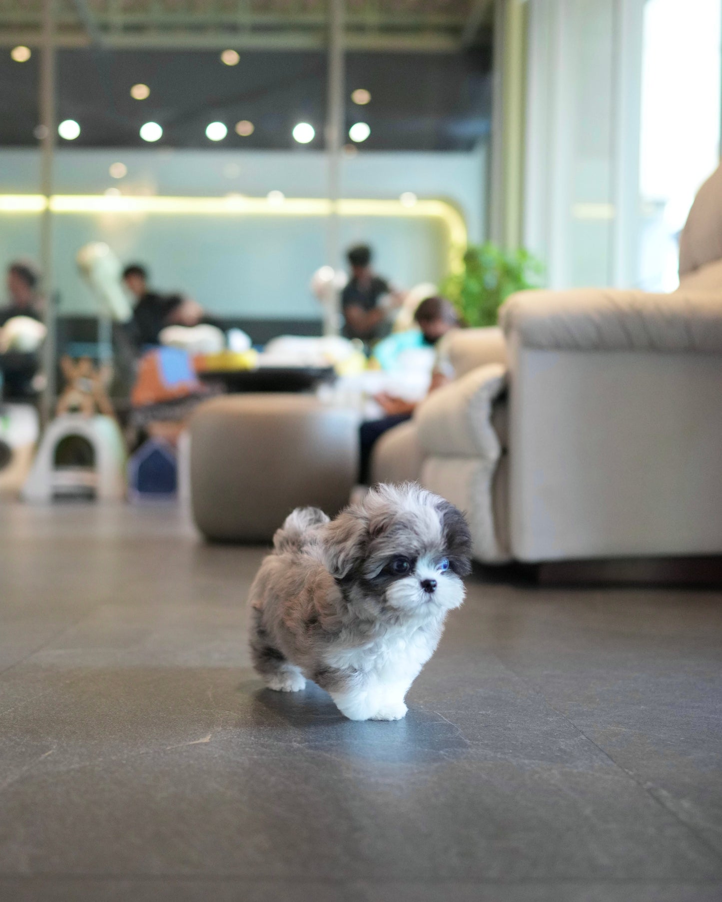Greg - Maltipoo (Blue Merle)