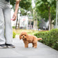 Jer - Mini Golden Doodle (Brown)