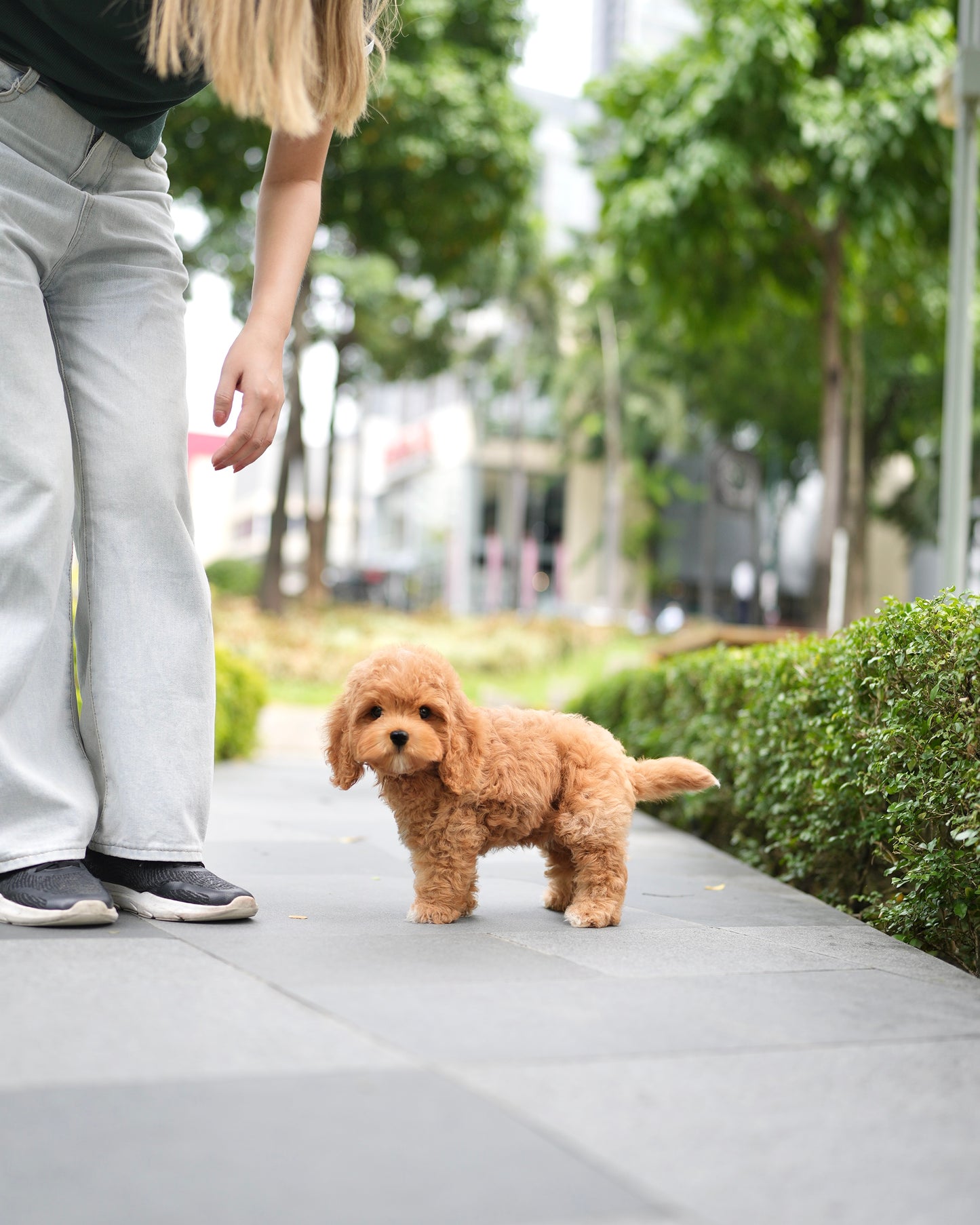 Jer - Mini Golden Doodle (Brown)