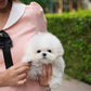 Clark - Mini Bichon (White)