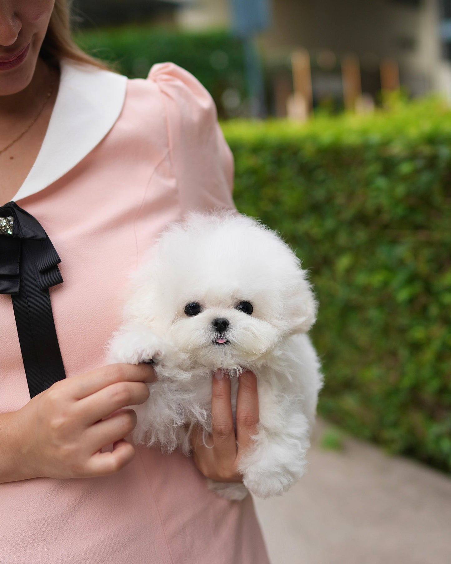 Clark - Mini Bichon (White)