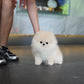 Luis - Pomeranian (Cream)