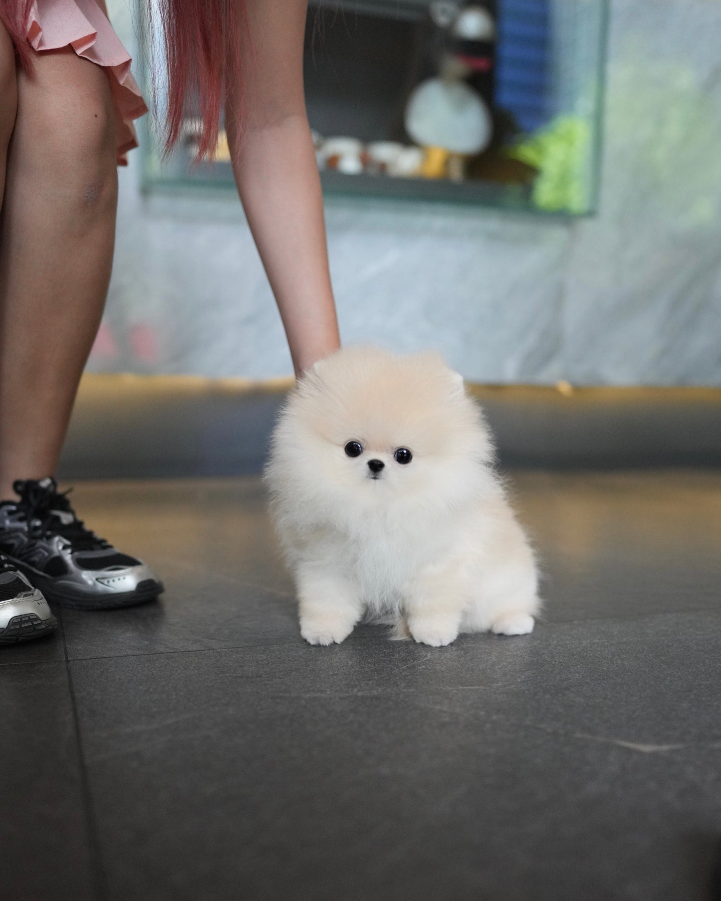 Luis - Pomeranian (Cream)