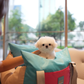 Zoey - Maltese (White)