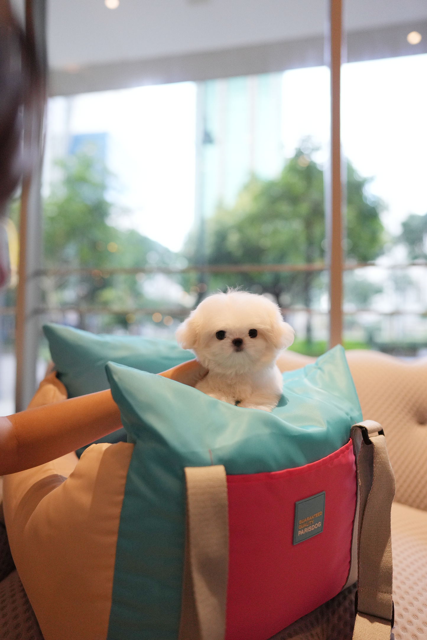 Zoey - Maltese (White)