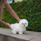 Clark - Mini Bichon (White)