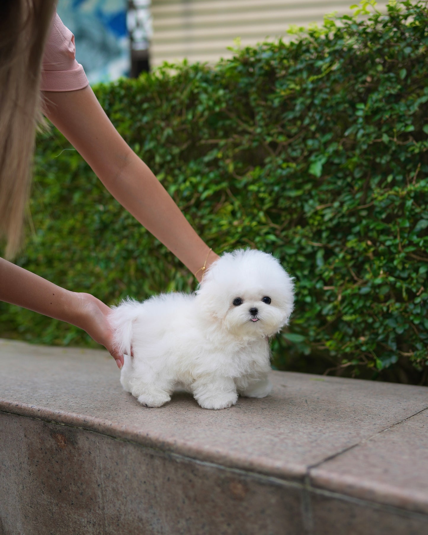 Clark - Mini Bichon (White)