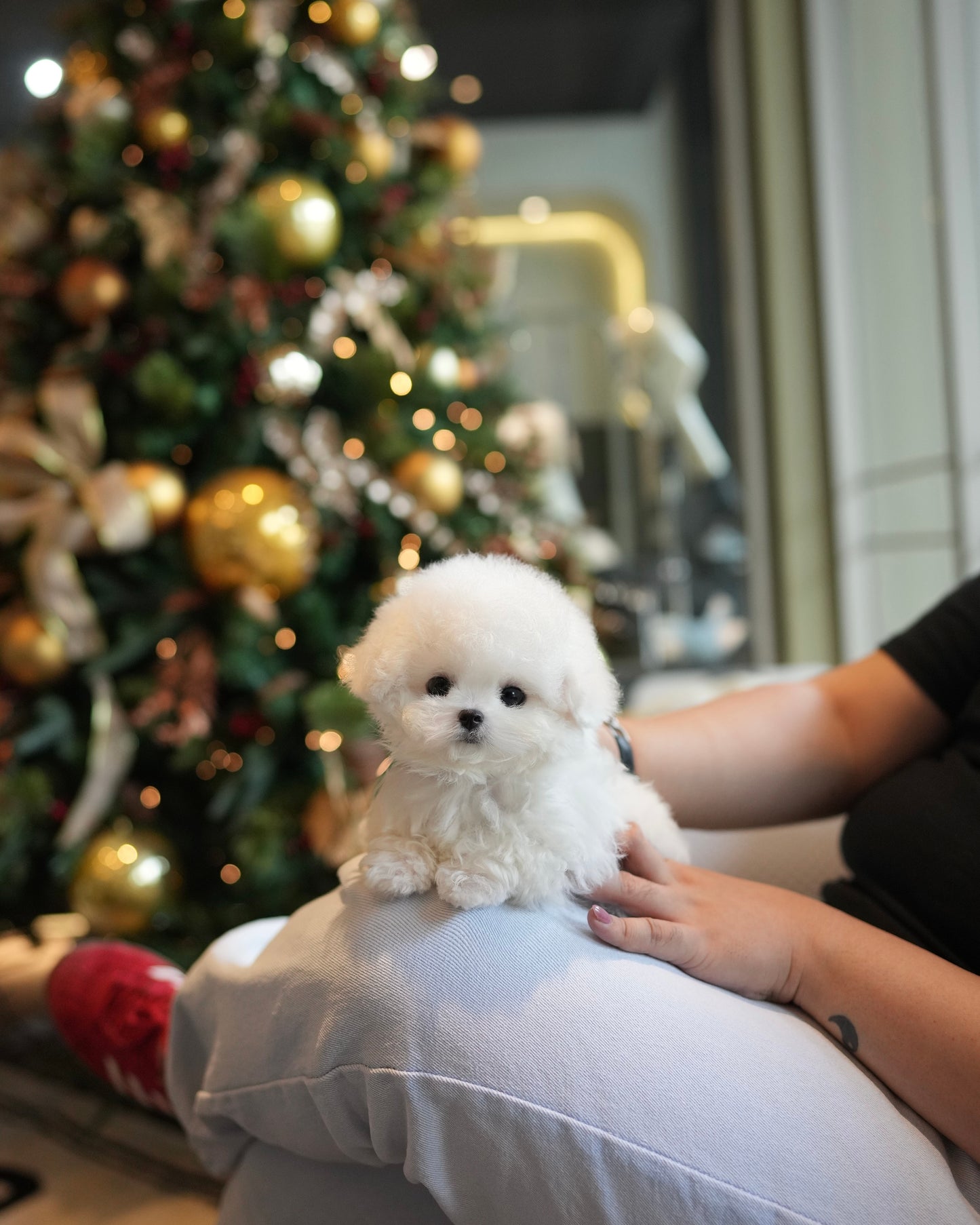Pearl - Mini Bichon (White)