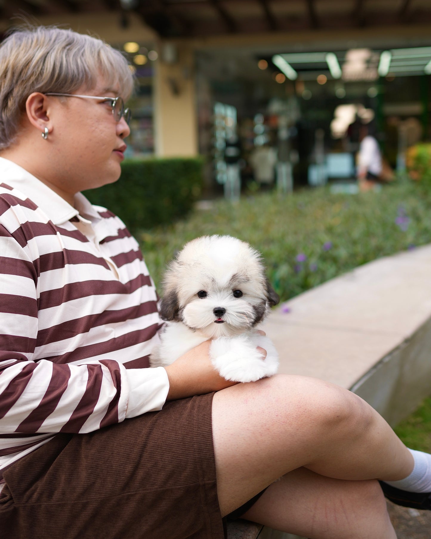 Gyu - Coton de Tulear (Parti)