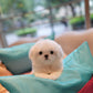 Zoey - Maltese (White)