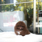 Kean - Pomeranian (Choco)