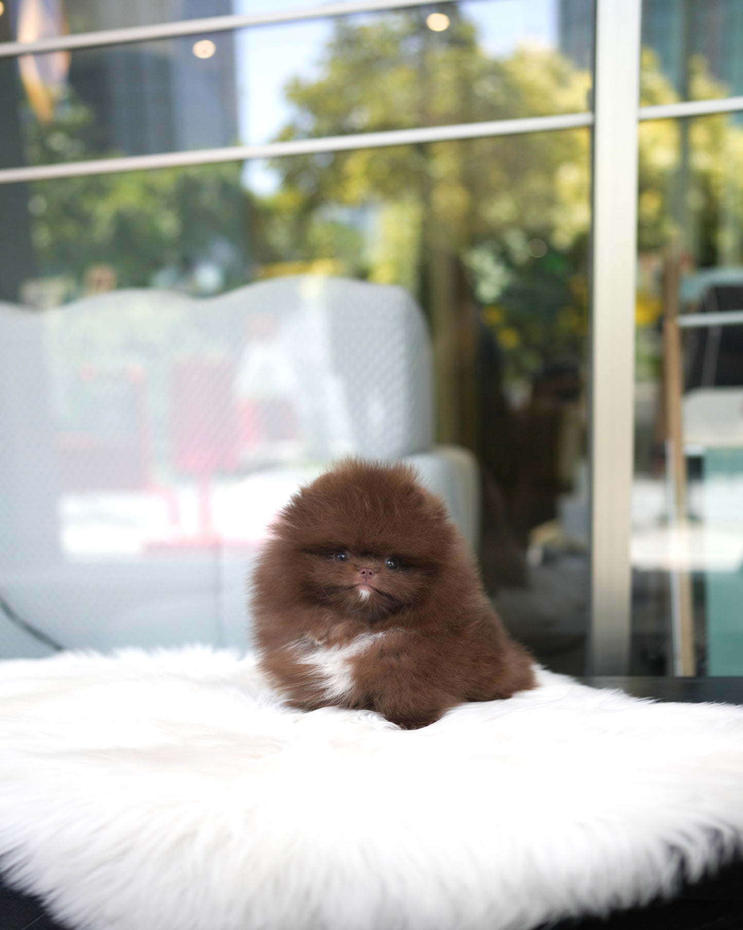 Kean - Pomeranian (Choco)