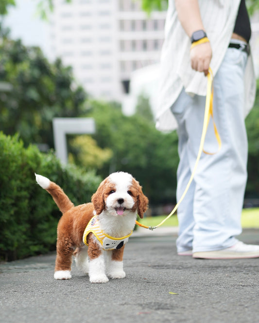Marigold - Giant Poodle (Red & White)