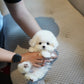Pearl - Mini Bichon (White)
