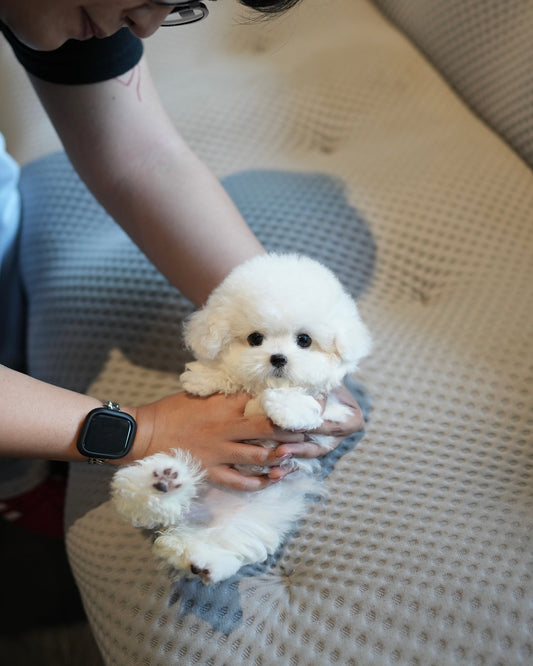 Pearl - Mini Bichon (White)